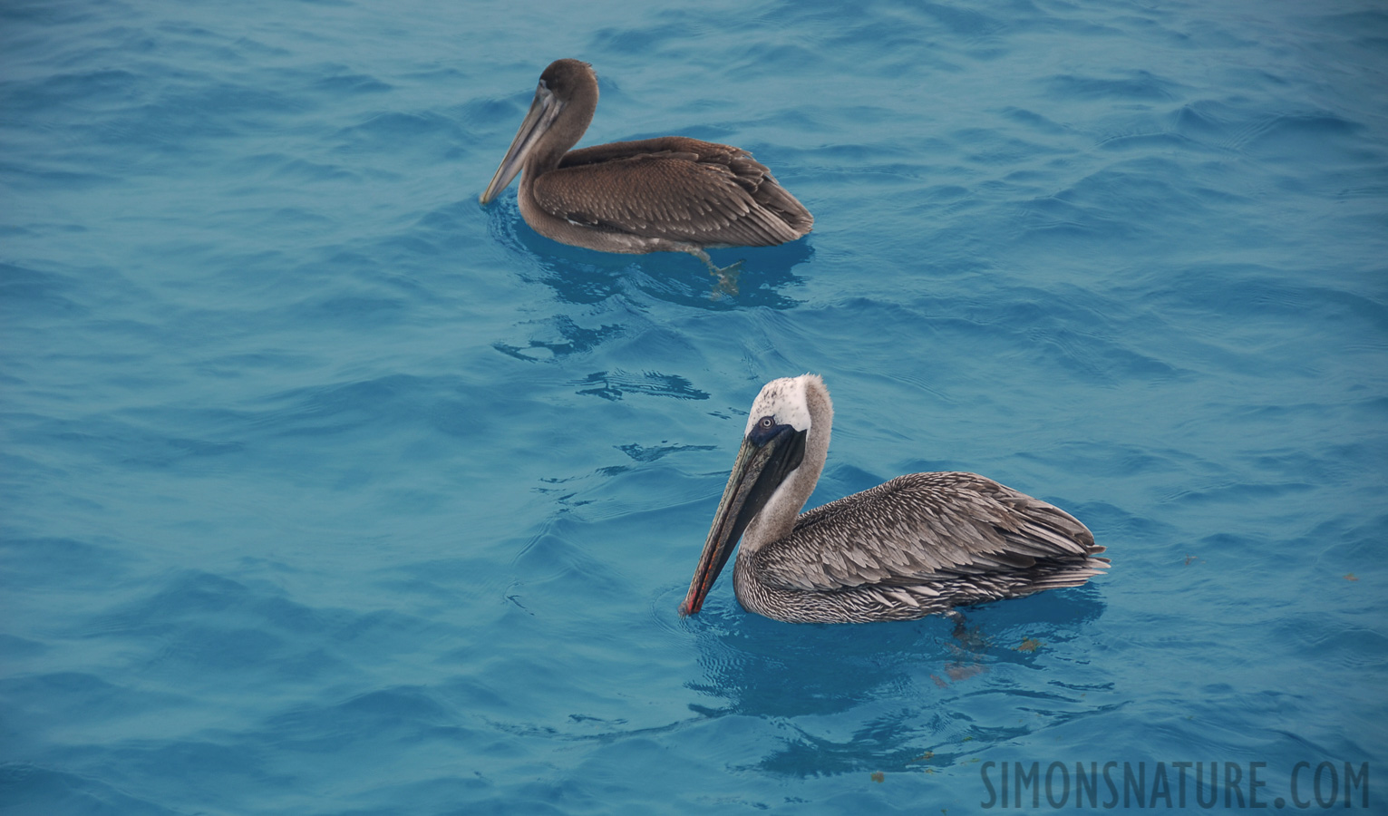 Pelecanus occidentalis urinator [112 mm, 1/160 sec at f / 5.3, ISO 100]